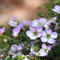 Leptospermum rotundifolium - Arbre à thé