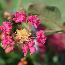 Lagerstroemia indica 'With Love Kiss' ® -  Lilas des Indes