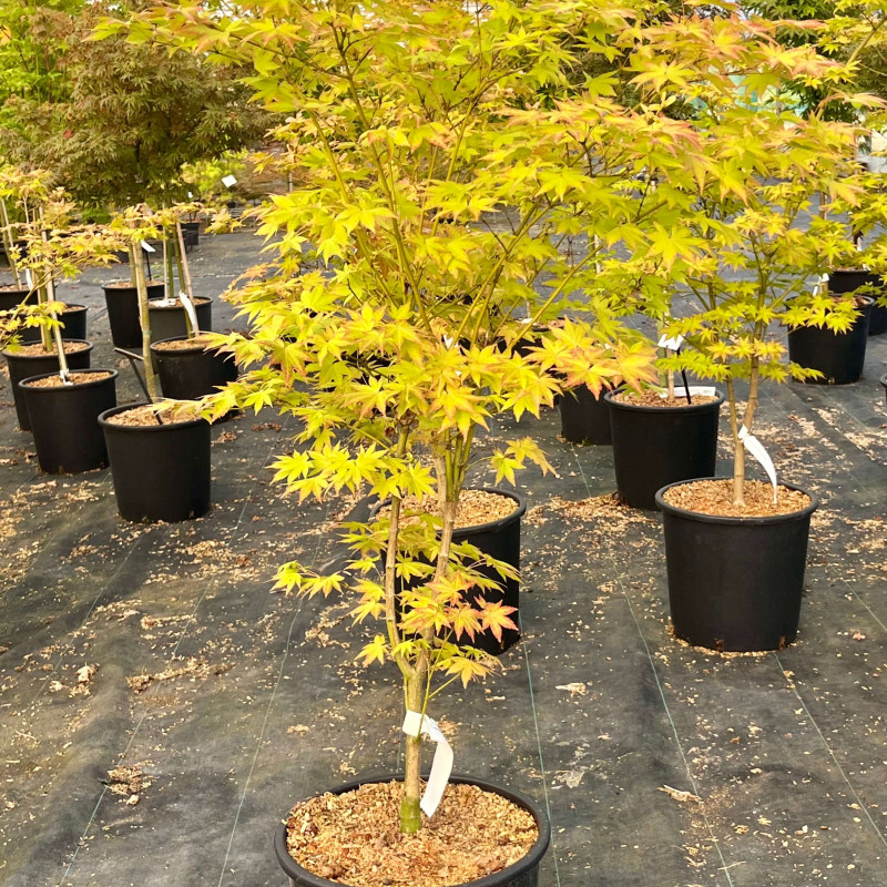 Acer palmatum 'Summer Gold' - Érable du Japon