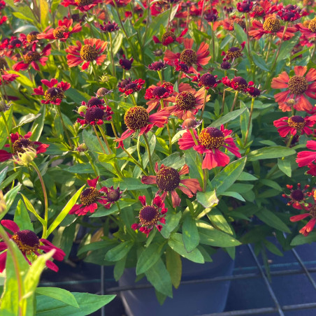 Helenium ‘Red Jewel‘ - Hélénie hybride