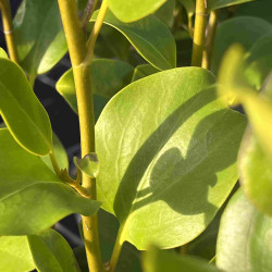 Griselinia littoralis 'Pointe du raz'