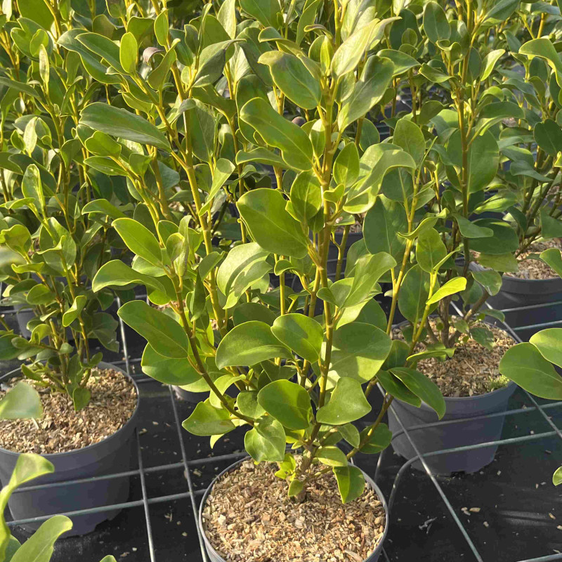 Griselinia littoralis 'Pointe du raz'