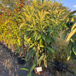 Eriobotrya japonica - Néflier du Japon