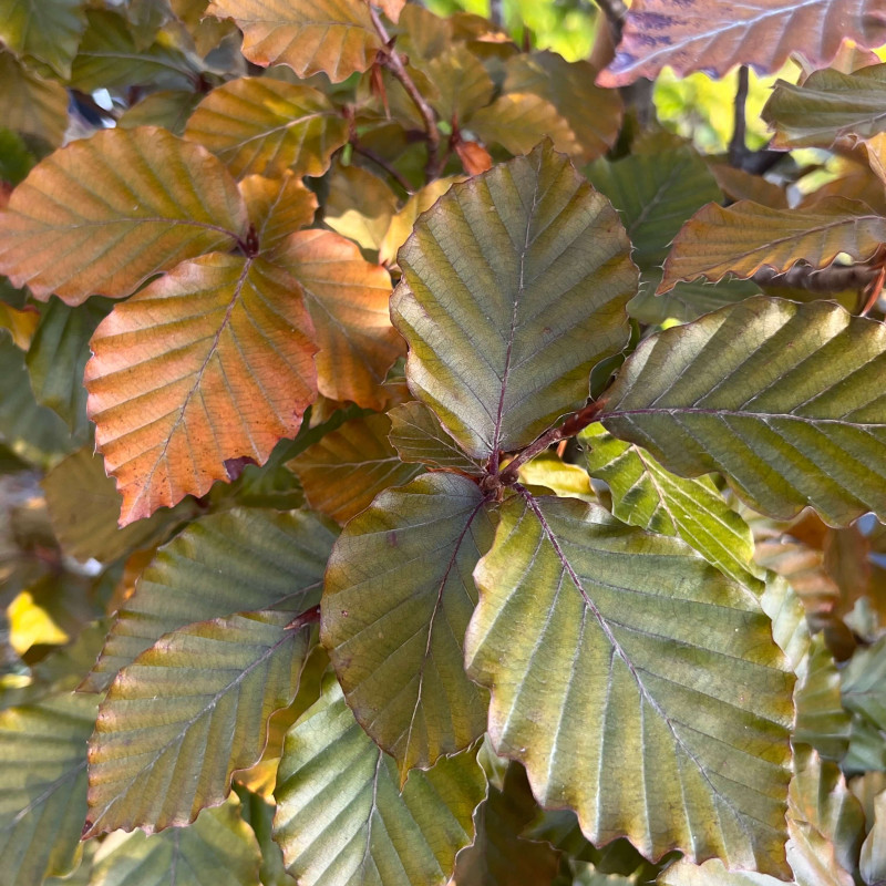 Fagus sylvatica 'Atropunicea' - Hêtre pourpre