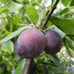 Prunus domestica ‘Bleue de...