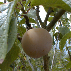 Prunus domestica ‘Reine...