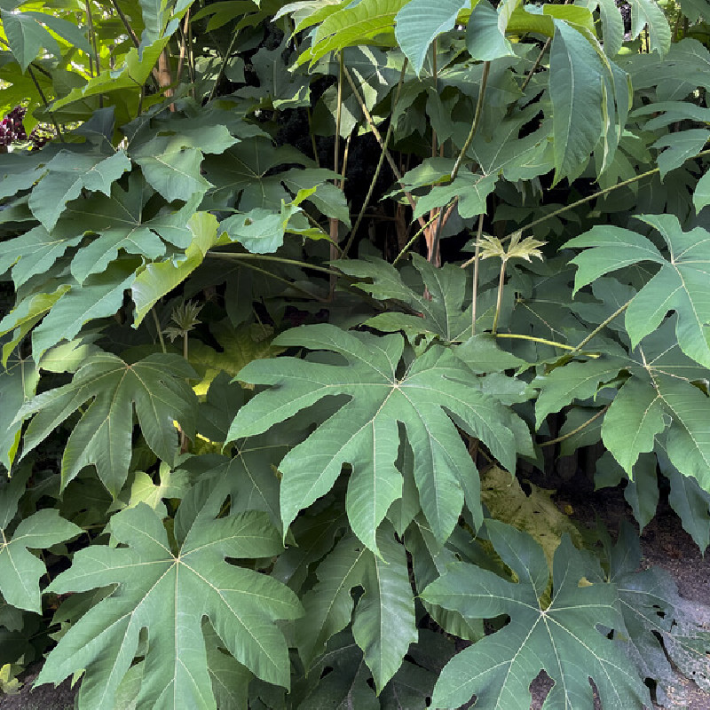 Tetrapanax Papyrifera 'Rex' - Plante à Papier De Riz - Conteneur 2-2,9L - Feuillage Géant Velouté - Envahissante