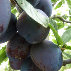 Prunus domestica ‘Stanley’