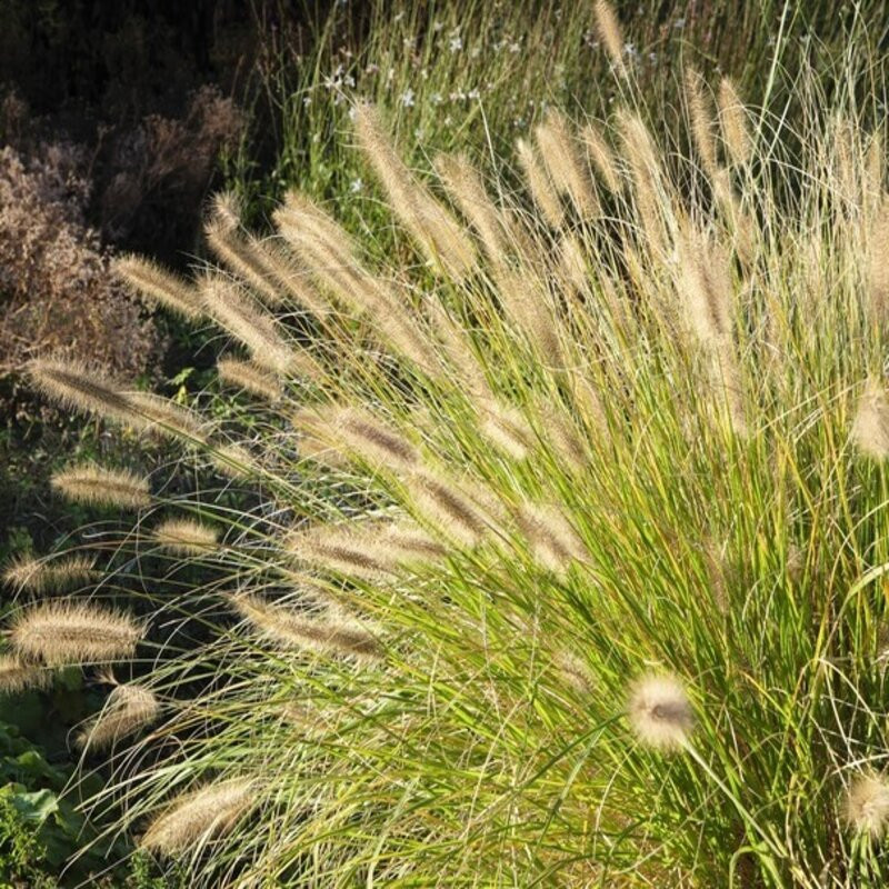 Herbe aux écouvillons ‘Hameln’ pot 7,5L : Achat / Vente en ligne