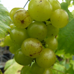 Vitis vinifera ‘Muscat Blanc’