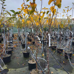 Malus domestica 'Belchard' ou 'Chantecler' - Pommier
