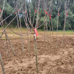 Malus domestica 'Belchard' ou 'Chantecler' - Pommier