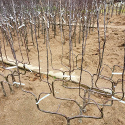 Malus domestica 'Belchard' ou 'Chantecler' - Pommier