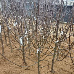 Malus domestica ‘Bénédictin’