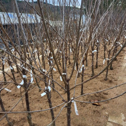 Prunus avium 'Napoléon' - Cerisier