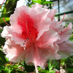 Azalea japonica ‘Hilda Niblett’