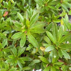 Azalea japonica Kinsai