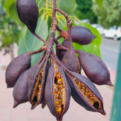 Brachychiton populneus