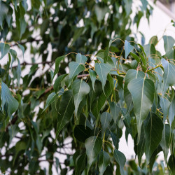 Brachychiton populneus