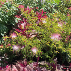 Calliandra surinamensis 'Dixie Pink'