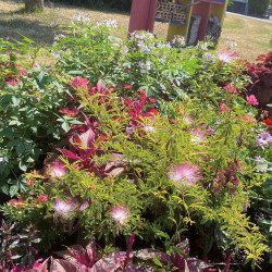 Calliandra surinamensis 'Dixie Pink'