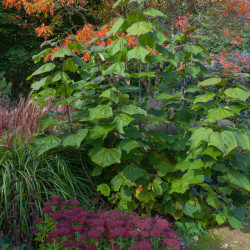 Catalpa pourpre