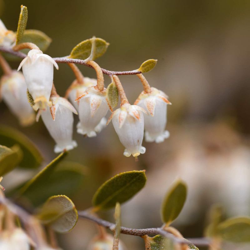 Chamaedaphne calyculata 'WHITE BELLS'
