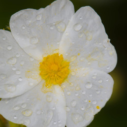 Cistus monspeliensis