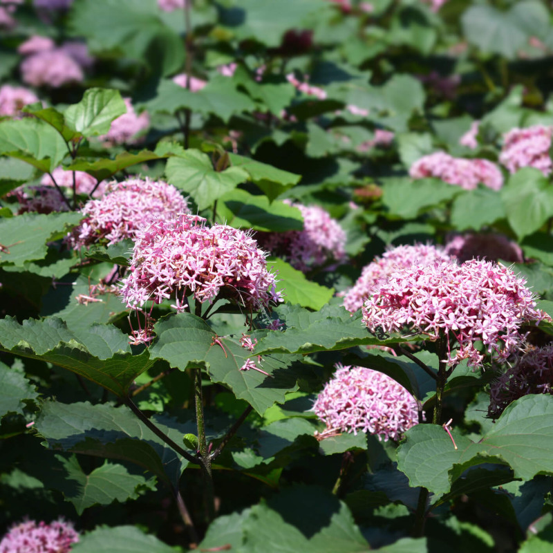 Clerodendrum bungei