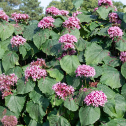 Clerodendrum bungei