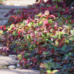 Cornus canadensis