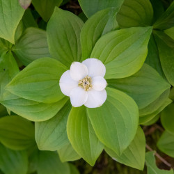 Cornus canadensis