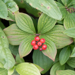 Cornus canadensis