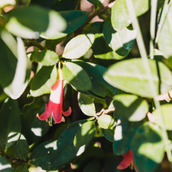 Correa dusky bells