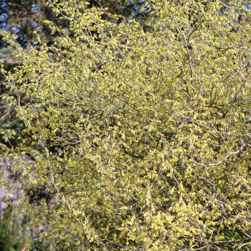 Corylopsis spicata