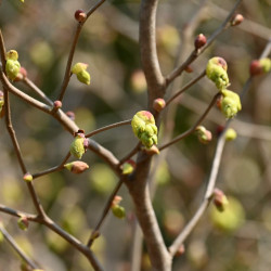 Corylopsis spicata