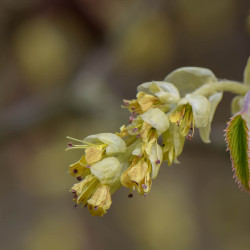 Corylopsis spicata