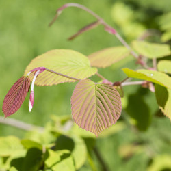 Corylopsis spicata