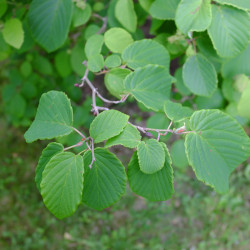 Corylopsis spicata