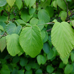 Corylopsis spicata