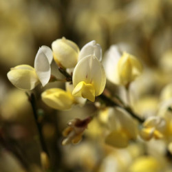 Cytisus kewensis