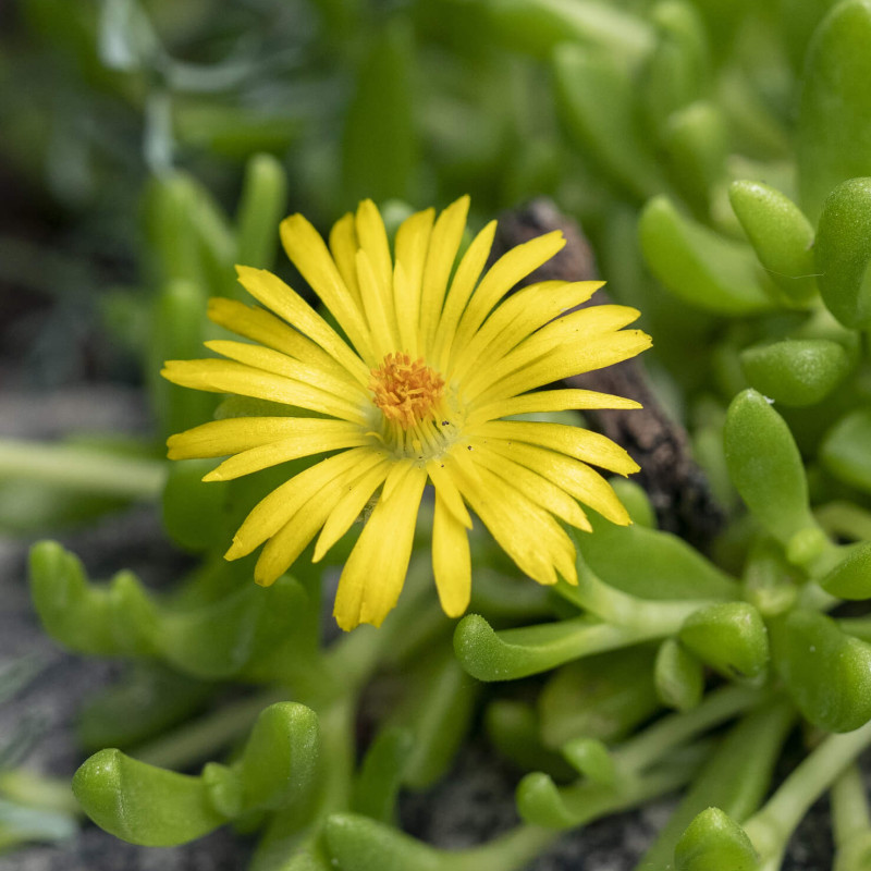 Delosperma nubigenum