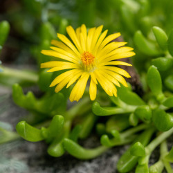 Delosperma nubigenum