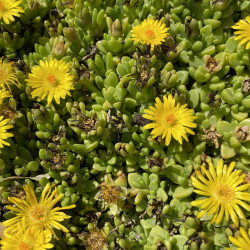 Delosperma nubigenum