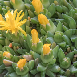 Delosperma nubigenum