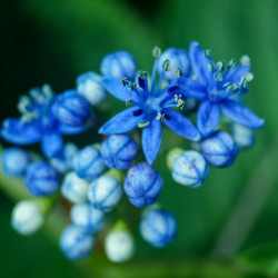 Dichroa versicolor Round Blue