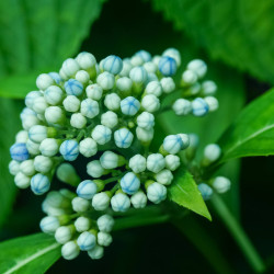 Dichroa versicolor Round Blue
