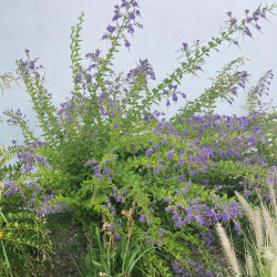 Duranta erecta