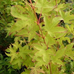 Acer palmatum ‘Aureum’ -...