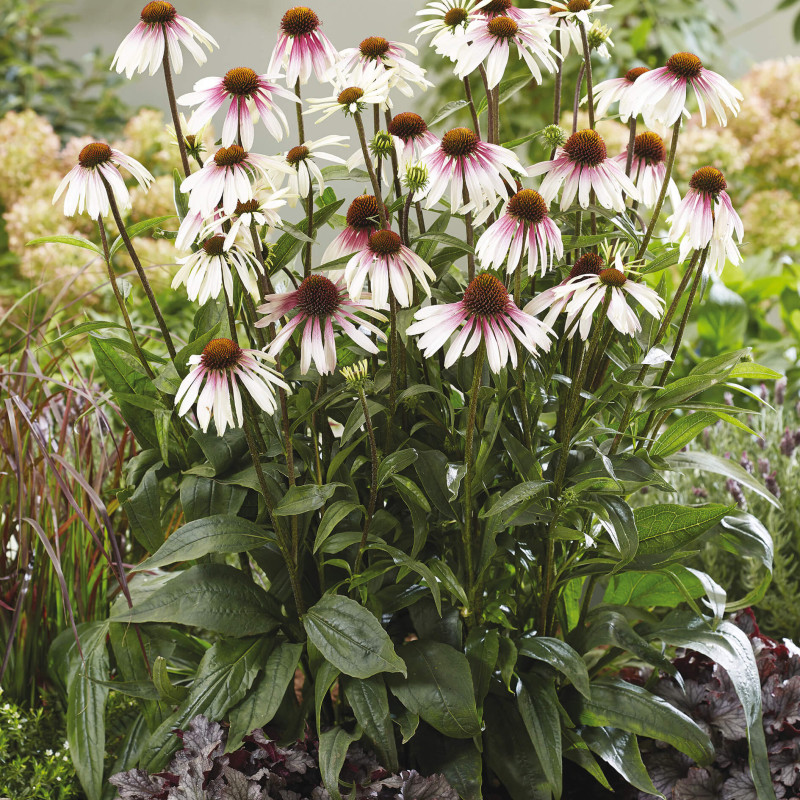 Echinacea Pretty Parasols